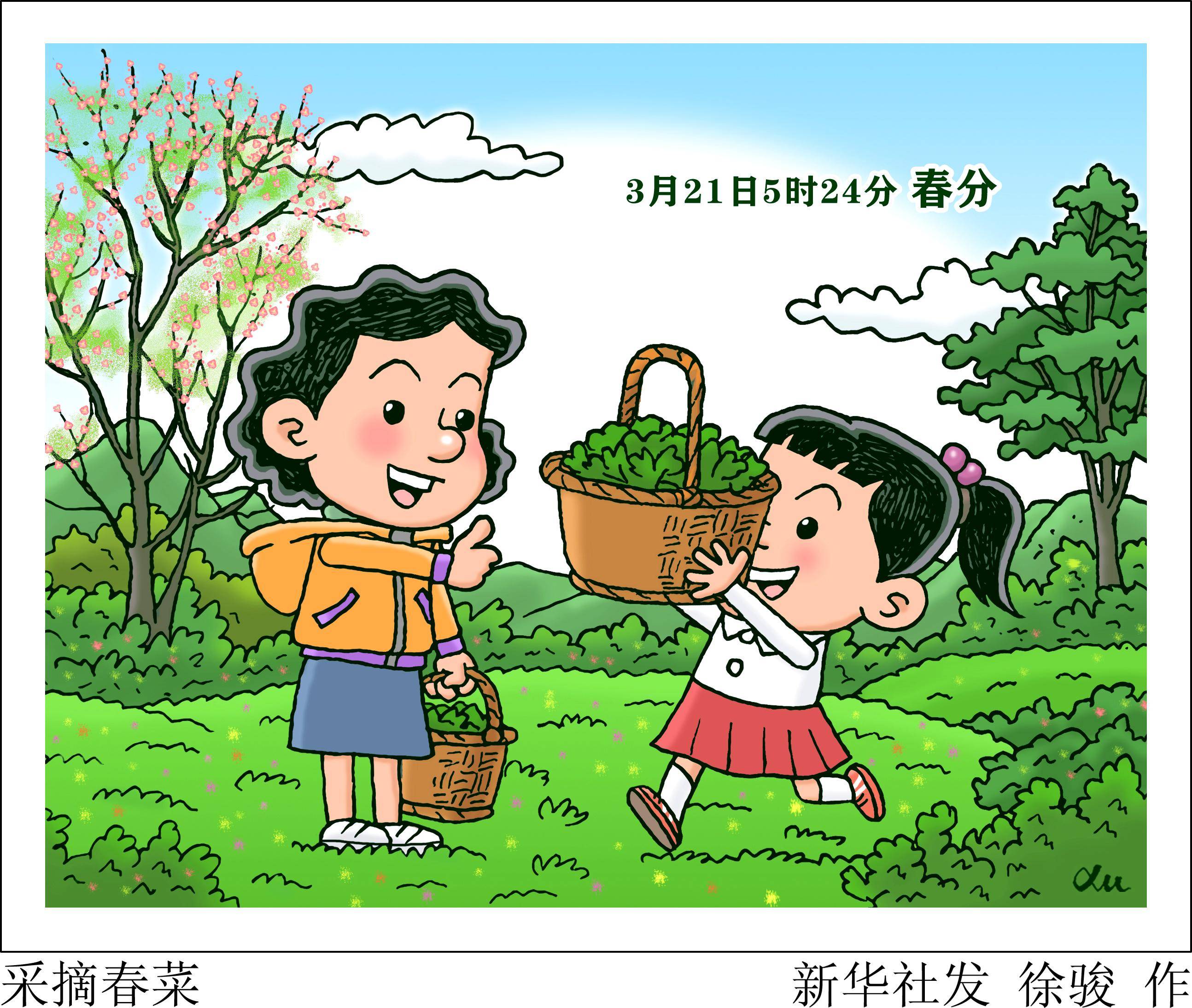 (图表·漫画)[二十四节气·春分]采摘春菜