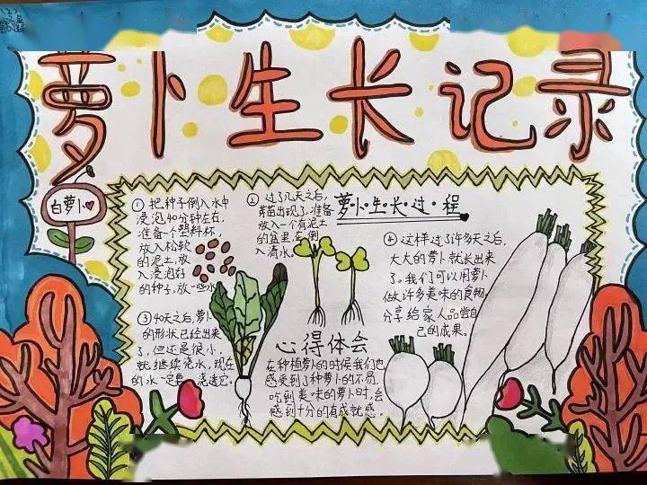 种植_小学_萝卜