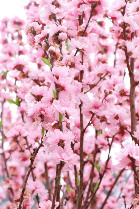 乐山安排!_公园_桃花_城区