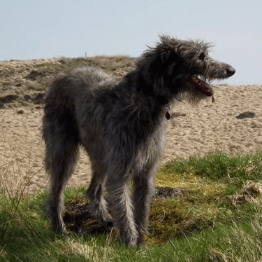 蘇俄牧羊犬\俄羅斯獵狼犬(borzoi)05.獵狐犬(foxhound)06.