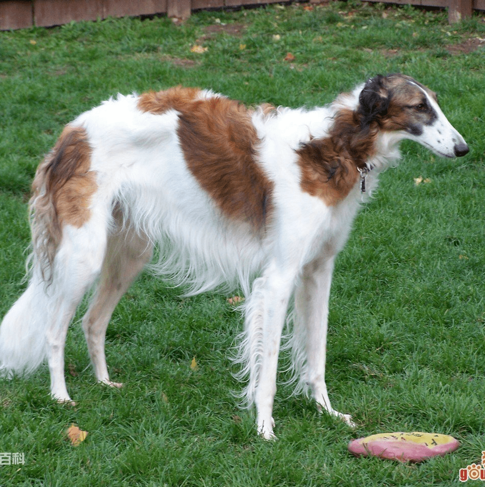 巴山基獵犬\巴吉度獵犬(bassethound)03.尋血獵犬(bloodhound)04.