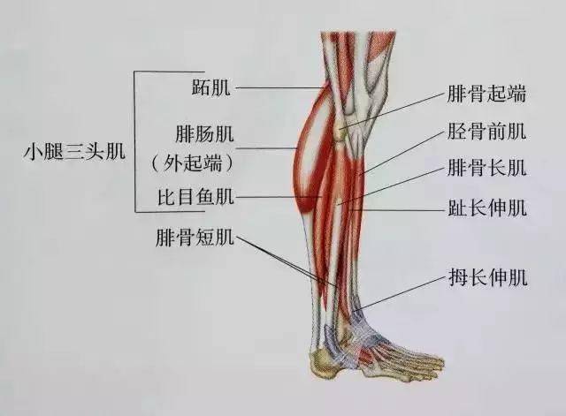 小腿肌肉有腓腸肌,比目魚肌等.