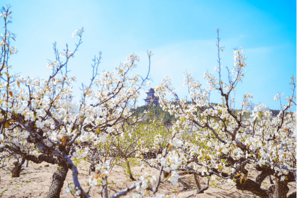 山阳梨花节,最佳赏花期公布_昌邑市_活动_乡村旅游