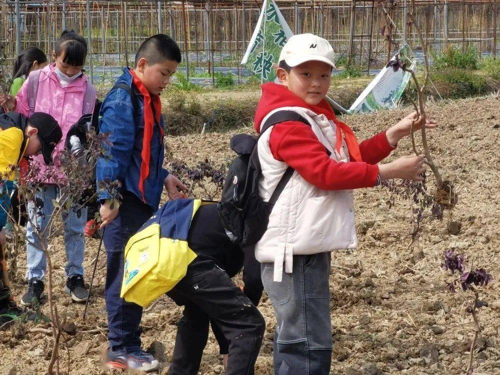 长乐区实验小学组织学生们来到猴屿乡茂丰休闲农庄进行春游研学活动