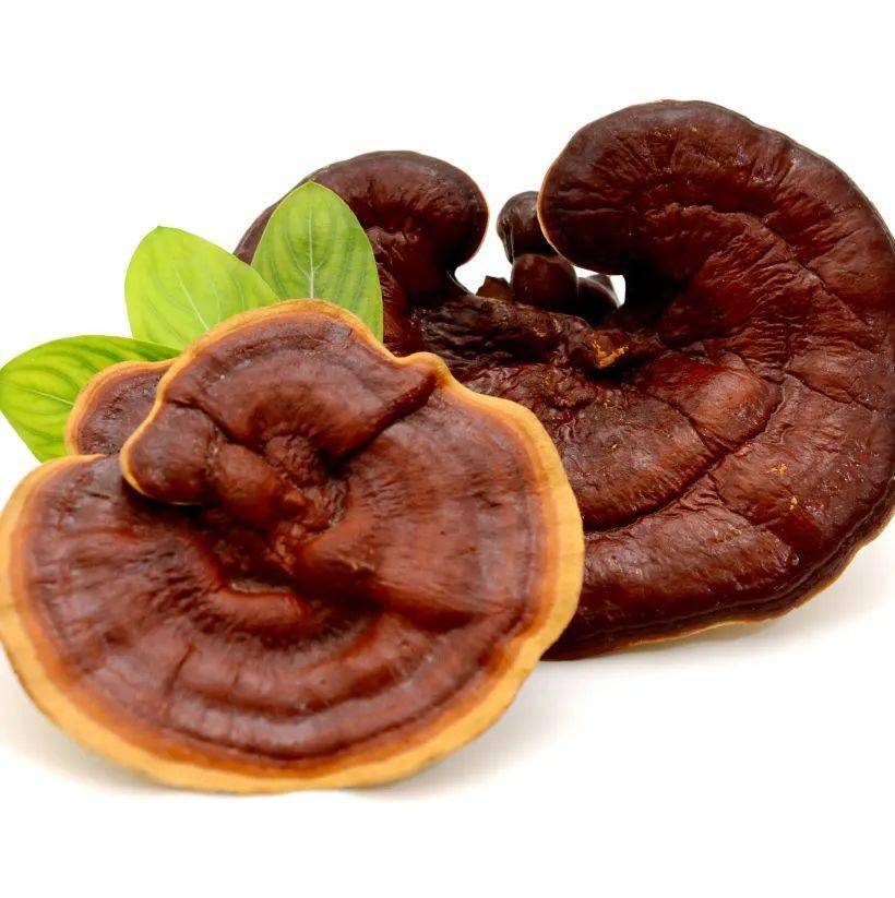 完美牌红景天西洋参灵芝胶囊新品上市!_人参_花青素_矿物质