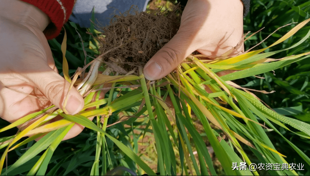 小麦拔节孕穗期的管理非常关键,尤其是在注意春季倒春寒的预防