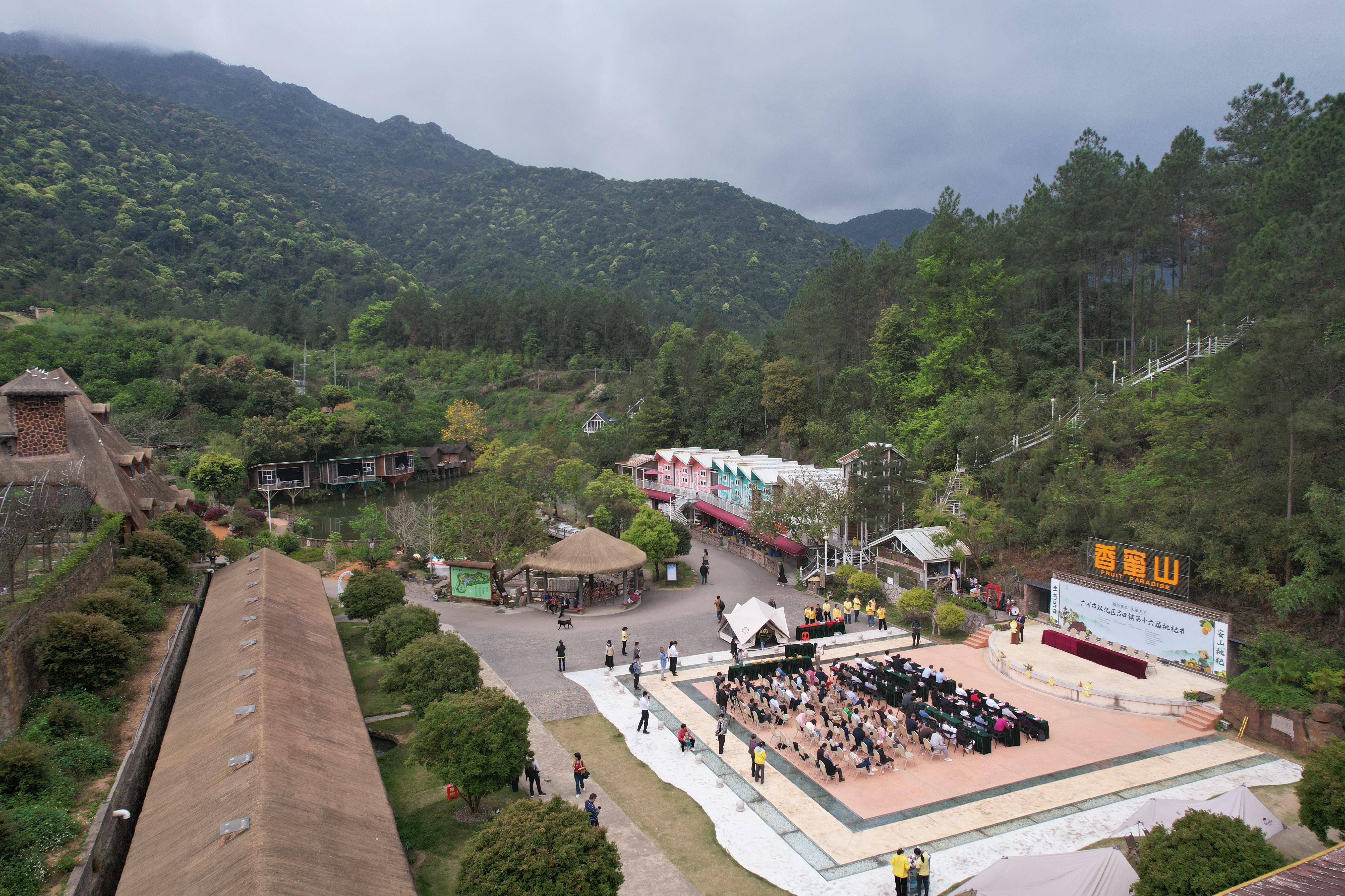 一城山水半城黃,三月枇杷滿城香,3月21日,廣州從化區呂田鎮第十六屆