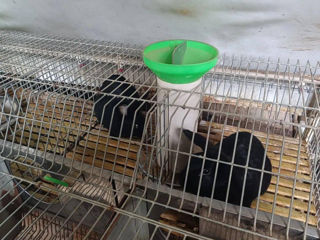 丁晓红_养殖_发展