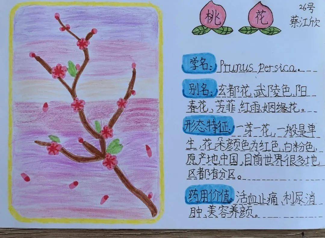同学们还制作了精美的花卡,用花卡展示了春风为你而来,繁花为你而开