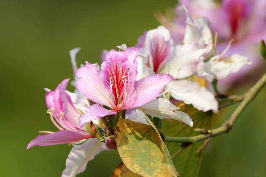 廈門:宮粉羊蹄甲花開滿城_陳博_花朵_粉色