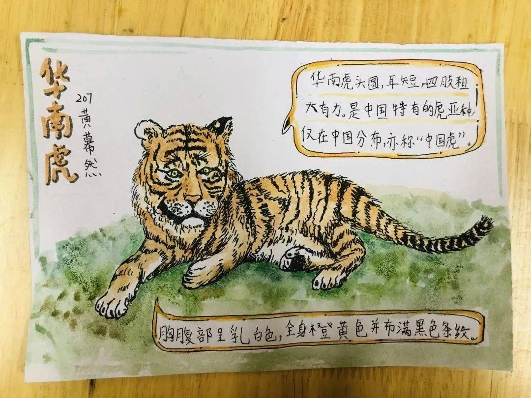 654321瞧,孩子们还给这些可爱的动物制作了小小名片哦!