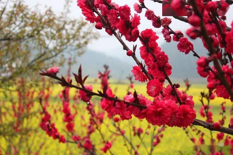 婺源縣賦春鎮花開正豔,是個賞花好地方_花海_風光_林塘