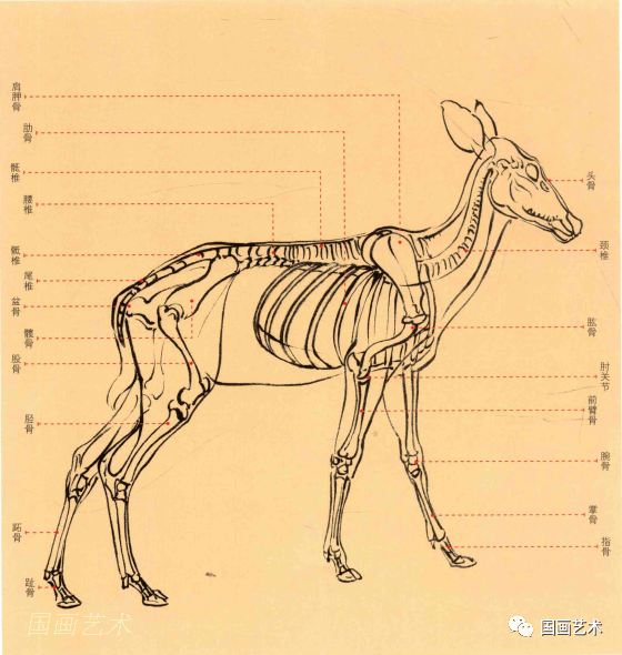 鹿素描画法步骤图解图片