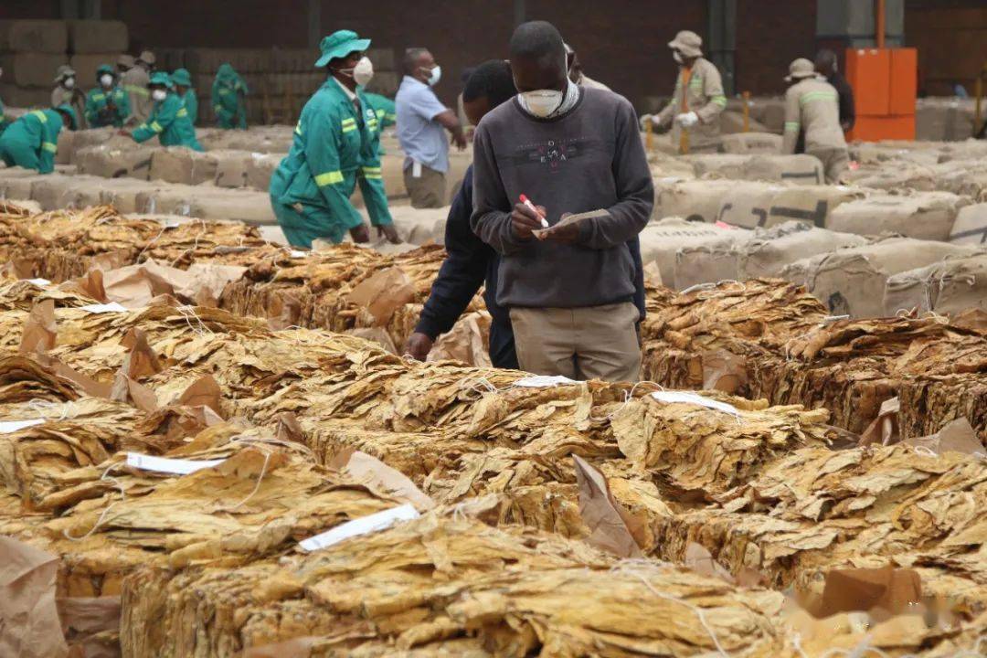 红土地上的携手——中企订单造福津巴布韦烟农