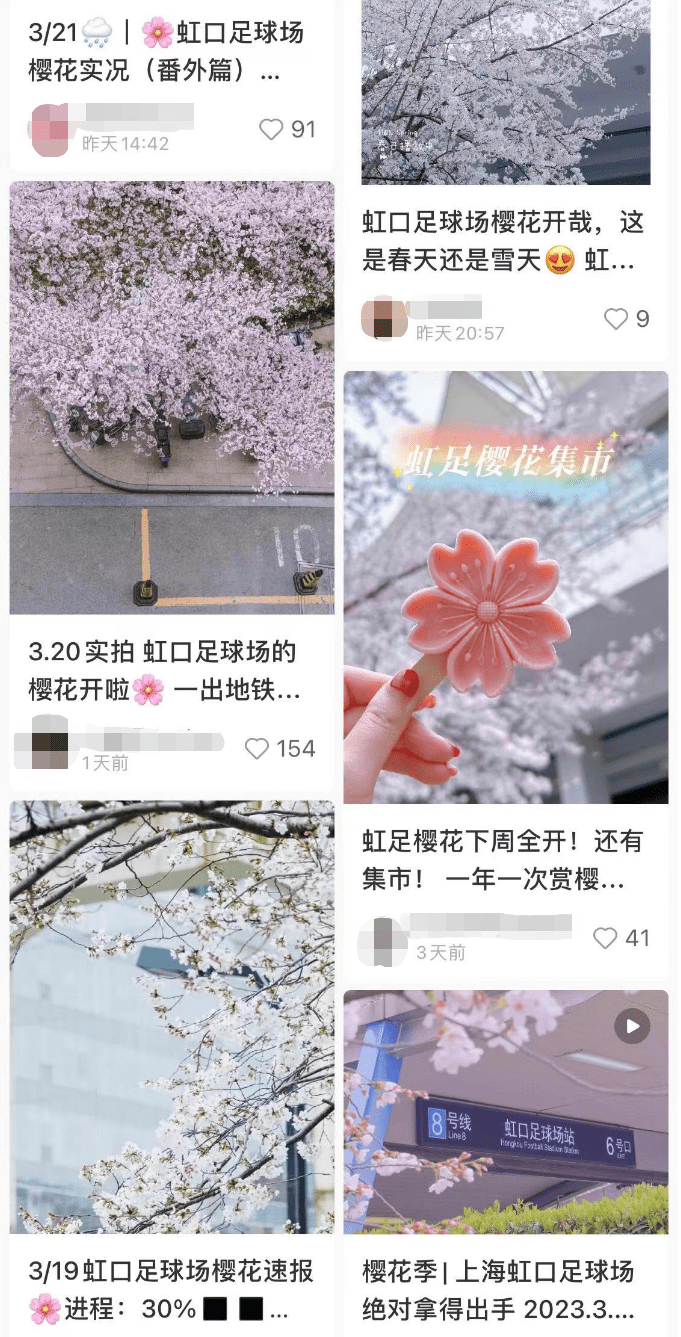 24h曲播看樱花！小虹把曲播间给你搬来啦~