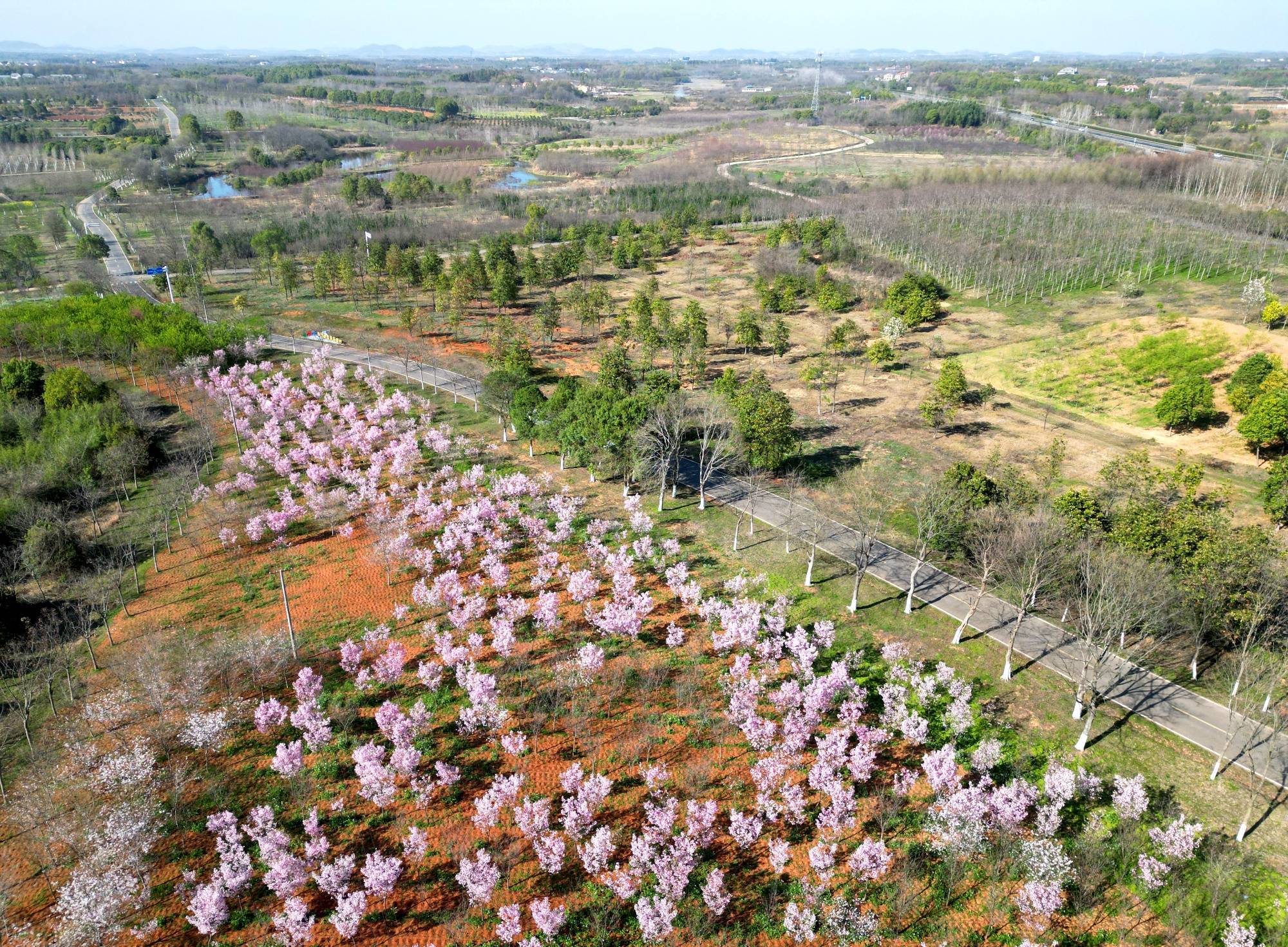 武漢市園林科學研究院在江夏安山的中期試驗基地(央廣網發 李子云 攝)