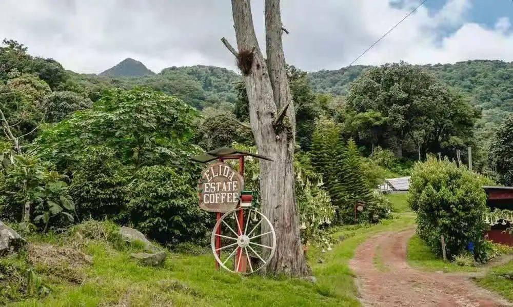 要论巴拿马瑰夏中的王者,那么艾力达庄园(finca elida)必定是当仁不让