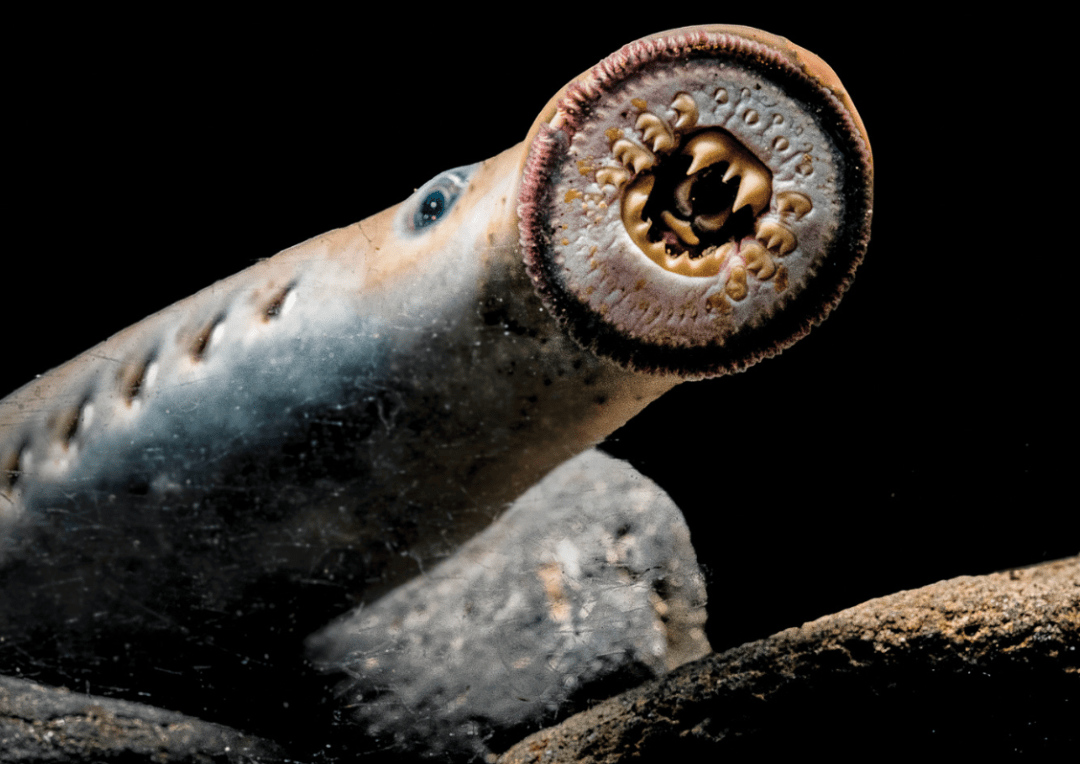 盲鳗有一些特殊之处,这其中包括它的德语名schleimaal(黏液鳗这个