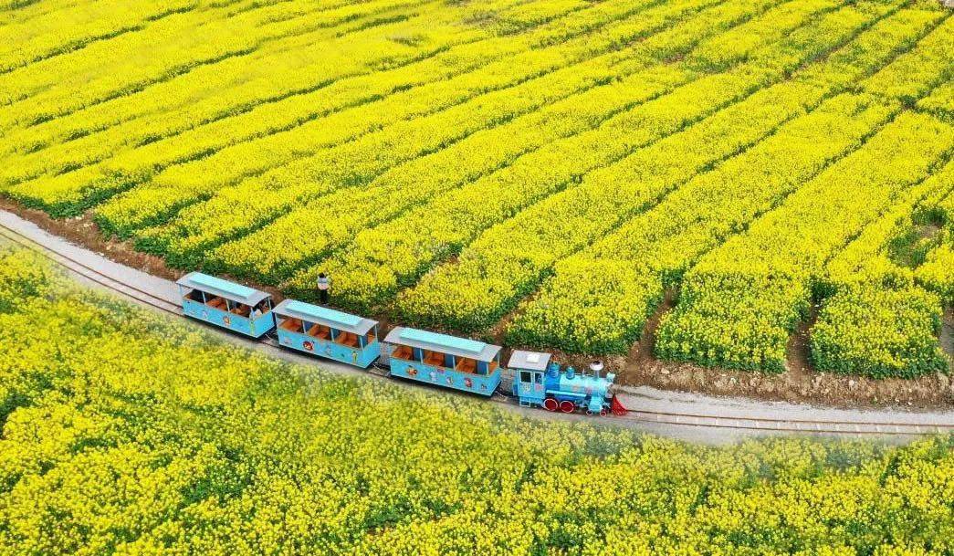 乐清市区2300亩花田上演"景观黄金宴",你打卡了吗?_城市_都市_油菜花