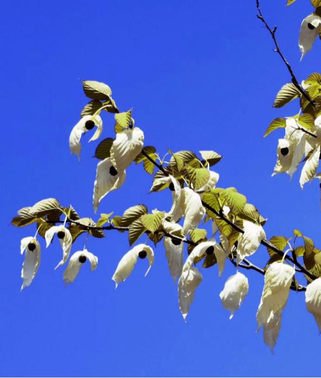 峨眉山珙桐花即将迎来花期_植物_地方_白鸽