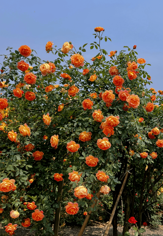 4月3日盛大開園!_玫瑰莊園_花海中_老人