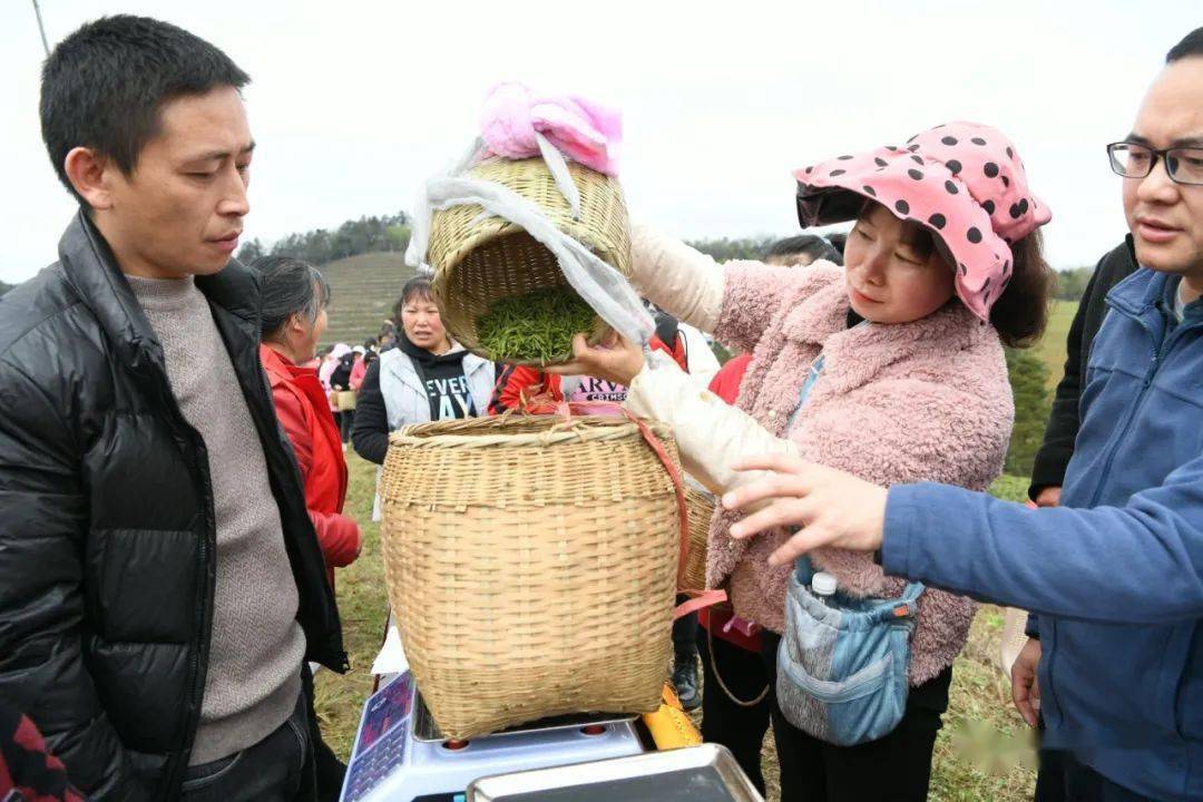 【时讯】凯里市碧波镇王义村:茶韵飘香 采茶开赛67_种植_比赛_大赛