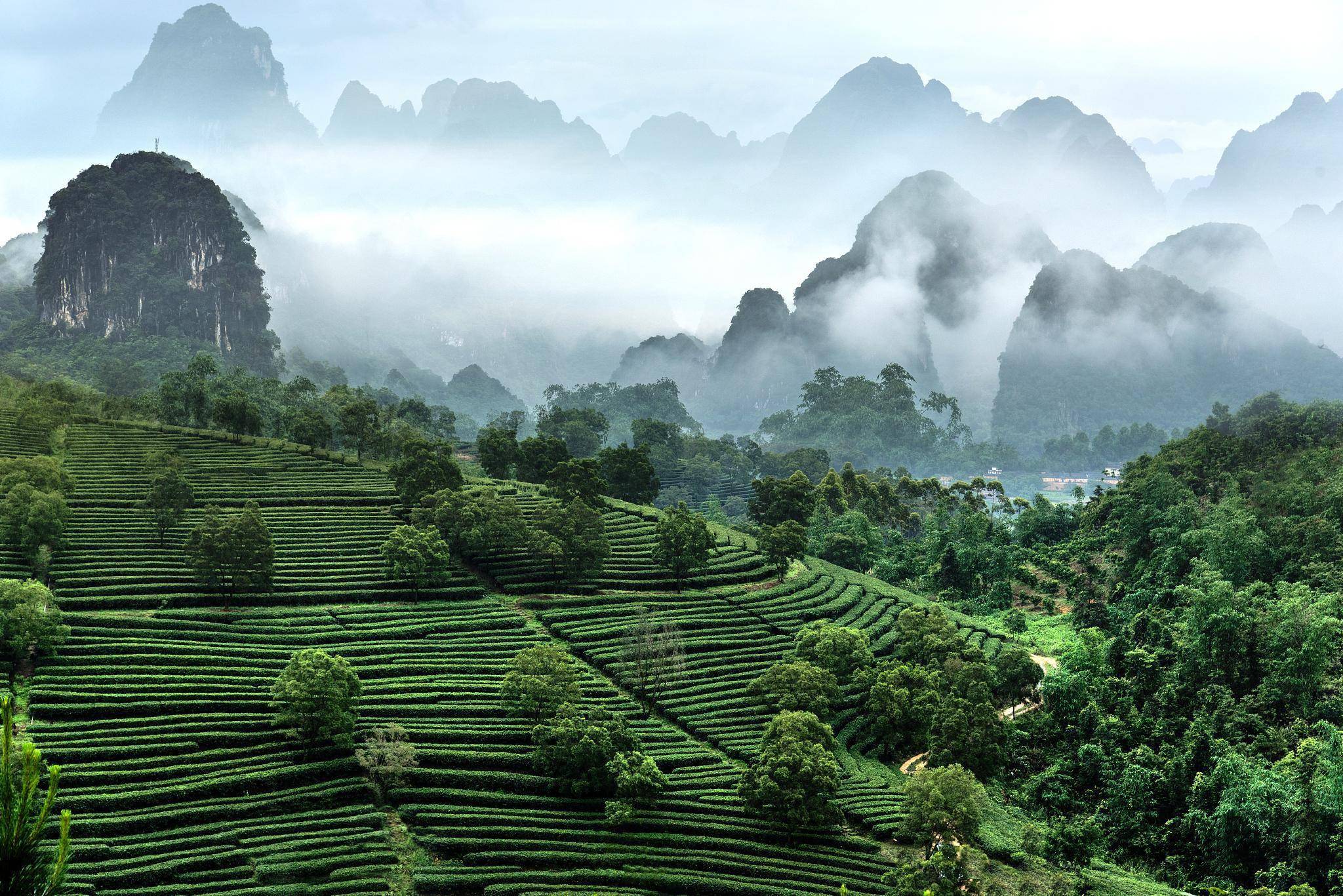 读书|通往茶山的"朝圣"之路有多挤_陆羽_中国_茶人