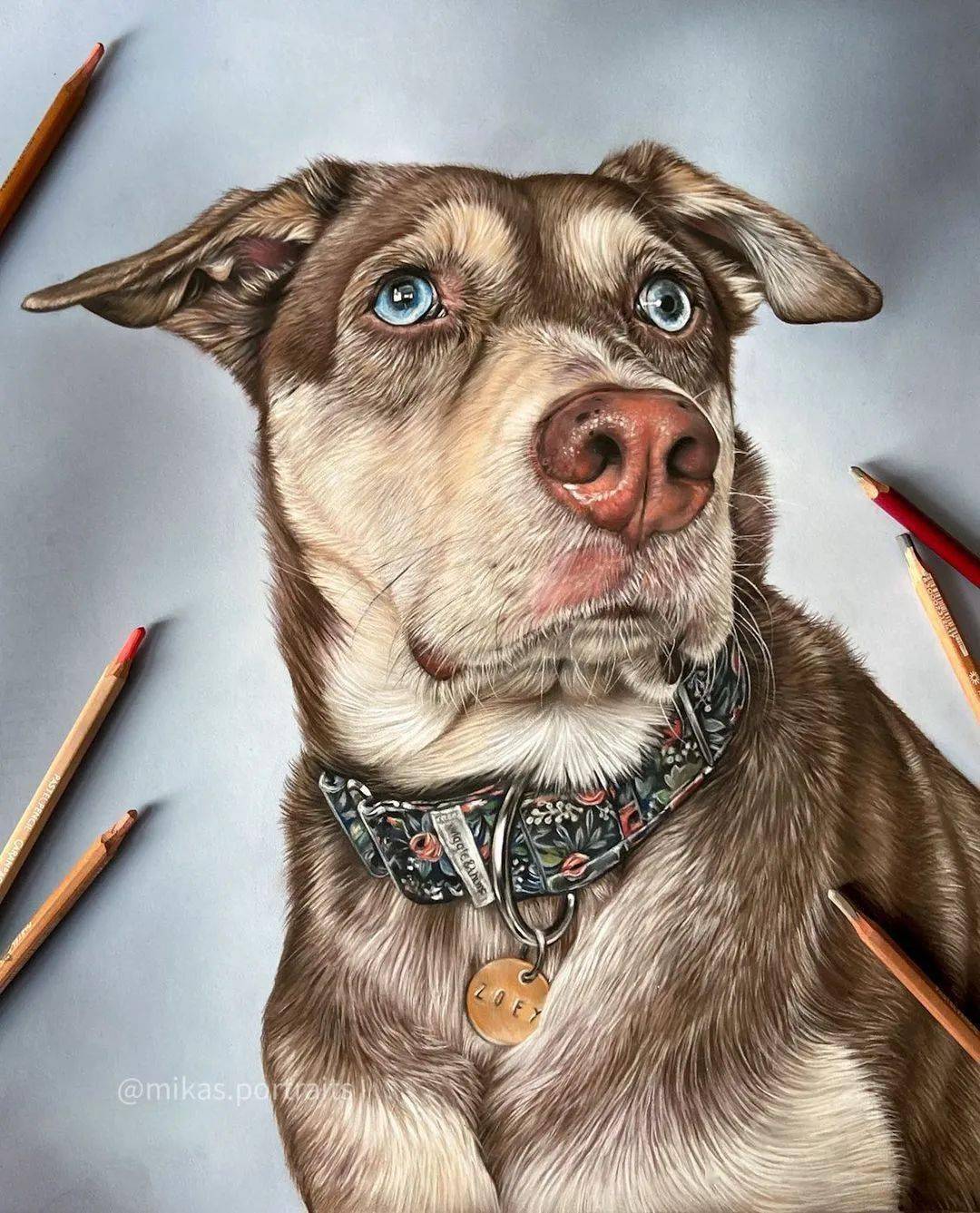 超写实彩铅狗狗手绘,太逼真了!