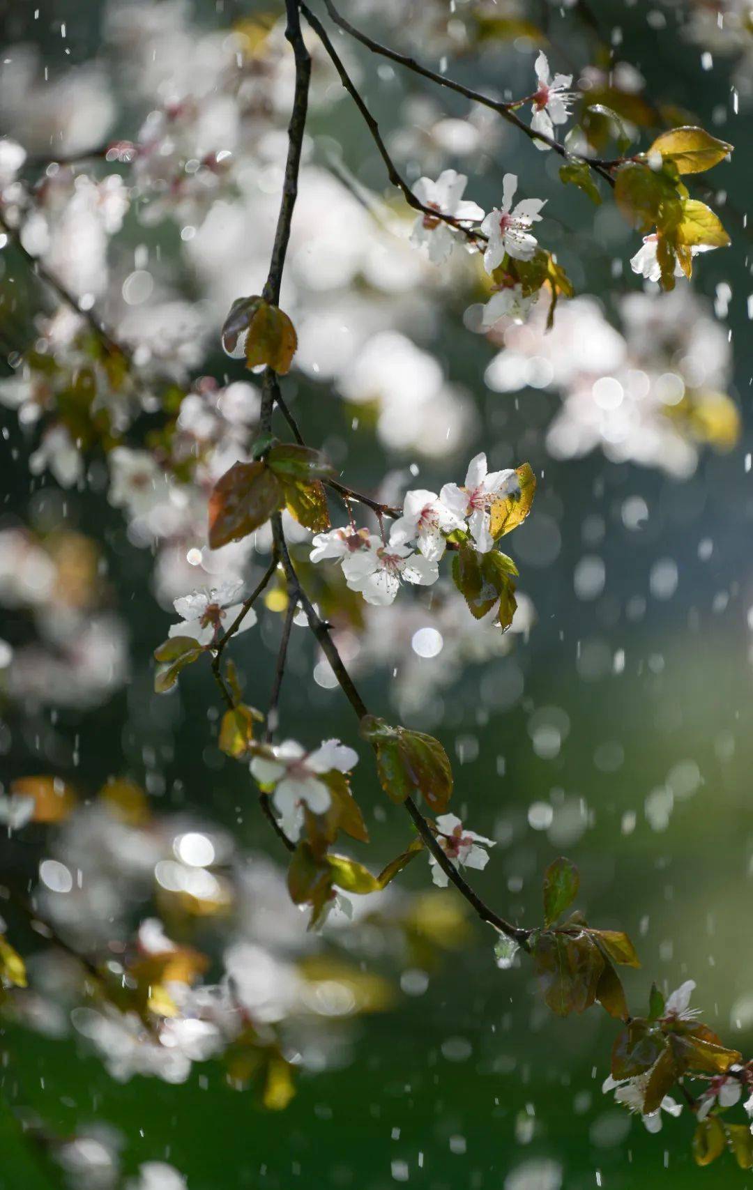 又留下无数深深浅浅的光影在雨花南路上何妨吟啸且徐行看一场落花如