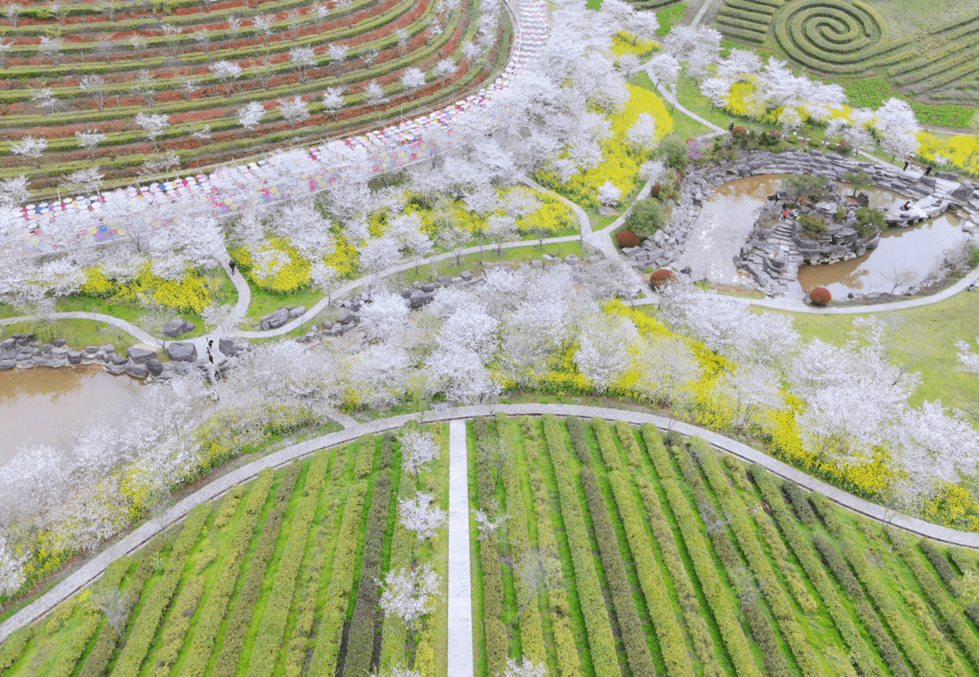 安化茶乡花海风景区图片