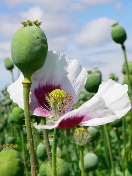 禁种铲毒倡议书_毒品_种植_罂粟