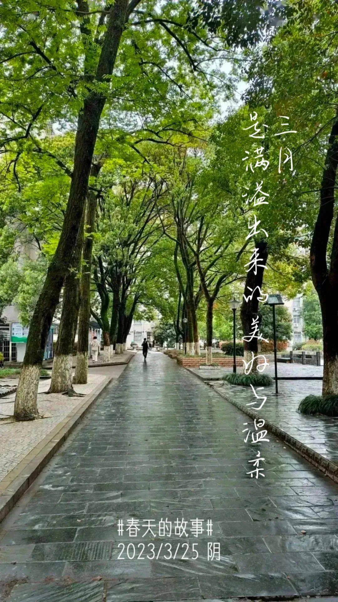 的私語傾聽春雨在夜幕中順脈絡而下遙看雨珠在葉片間獨坐窗前3月24日