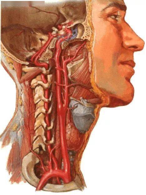 颈动脉结节图片图片