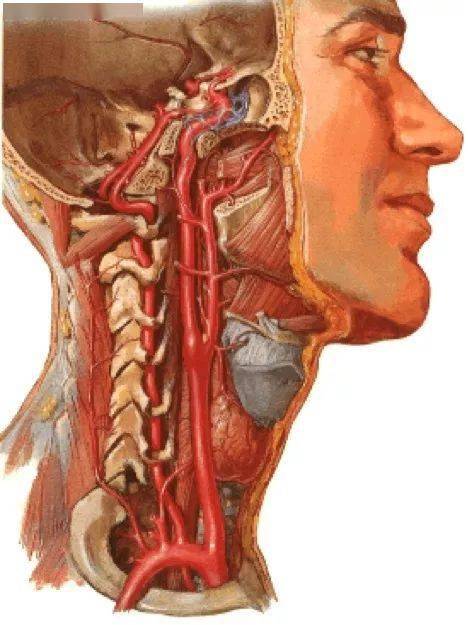 頸部解剖知識_神經_氣管_動脈