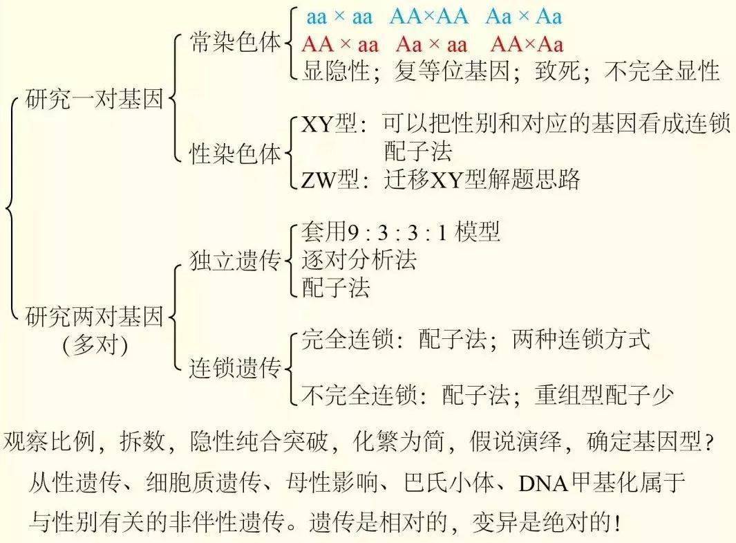 配子法遗传图解图片