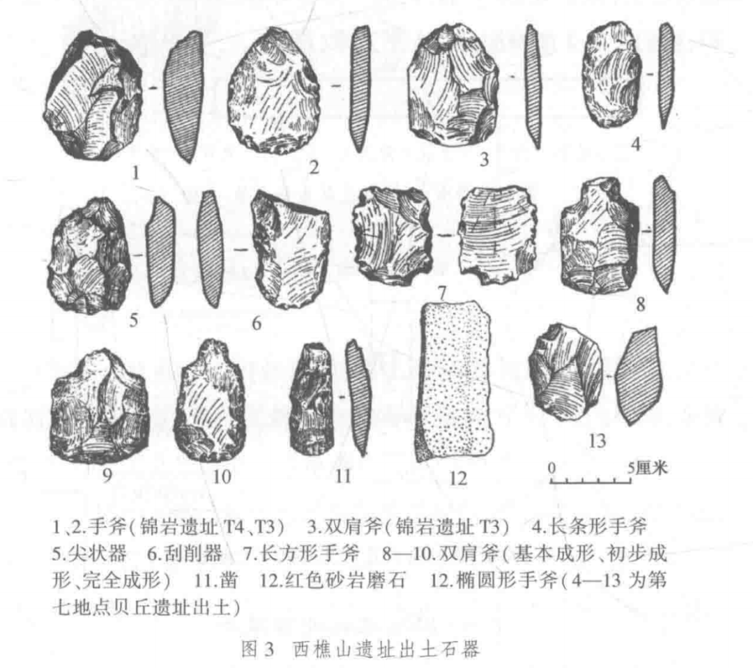 蕨类植物（金毛狗中药市场价多少钱一斤） 第2张