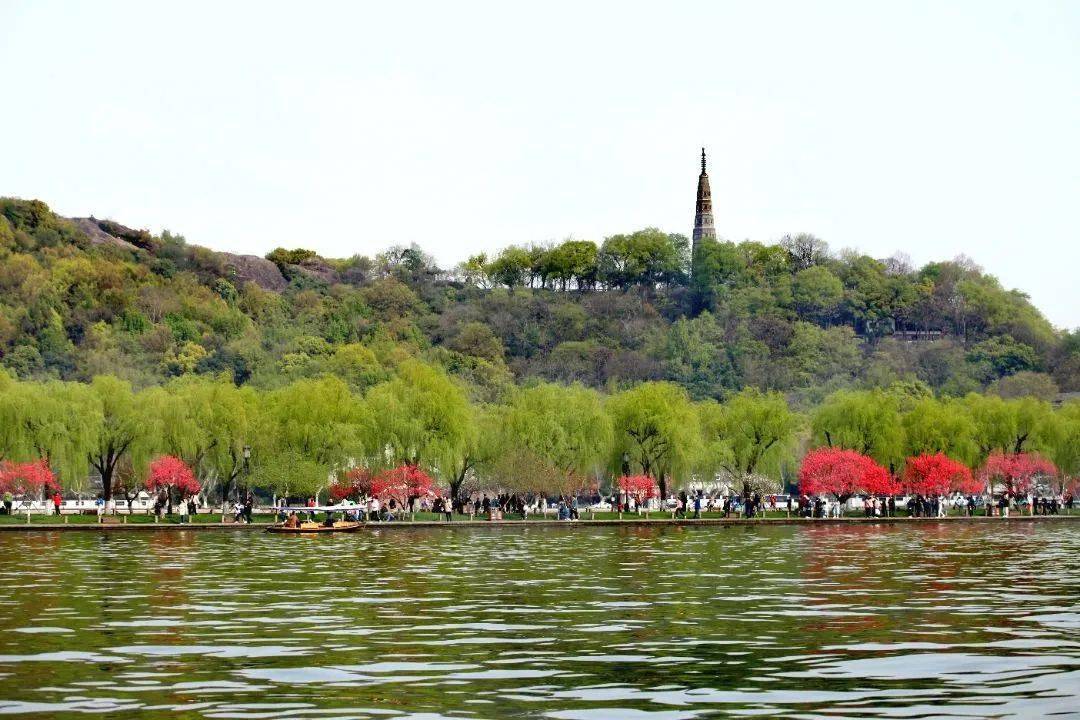 惠风和煦,嫣红伴绿,不妨顾盼其间,感受西湖春天!_桃花_白堤莫_柳间植