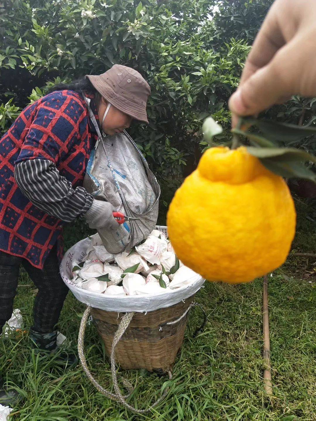 当柠檬碰上不知火，它清甜爆汁，⁣脆嫩爽口，好剥皮，不带残渣！