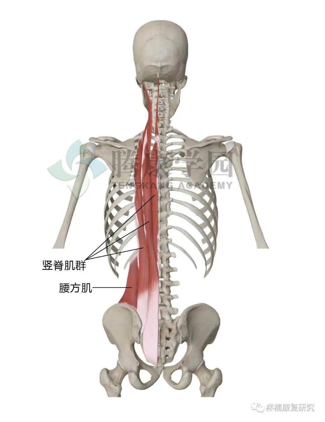 大腿外侧和髋部疼痛 9 块肌肉