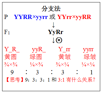 杂交遗传图解图片