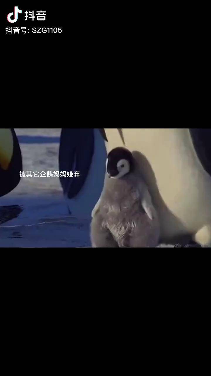企鹅妈妈抖音文案=企鹅妈妈alice
