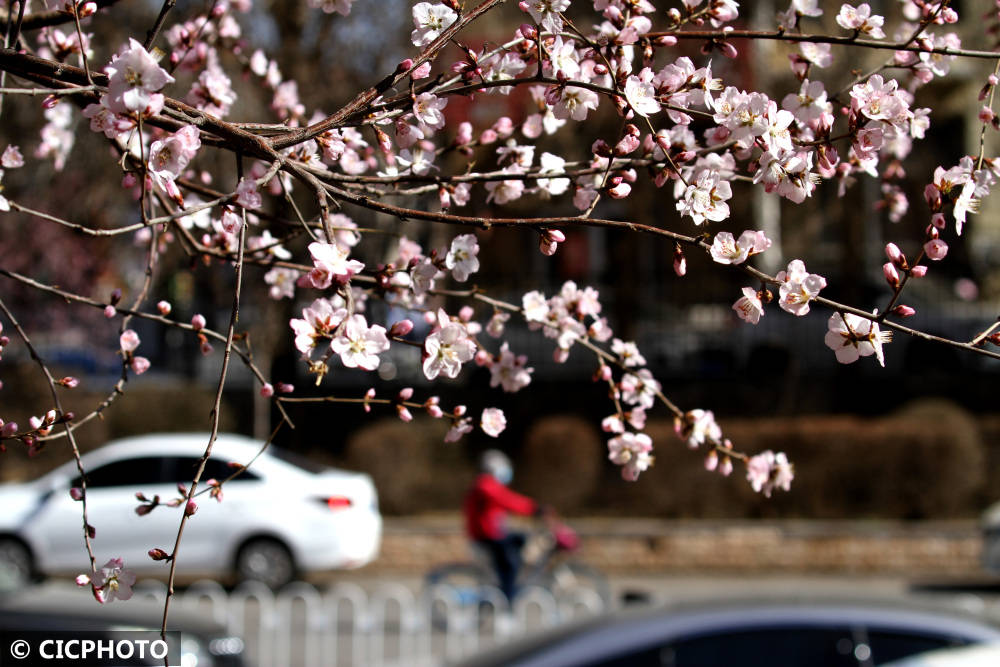 春花路放