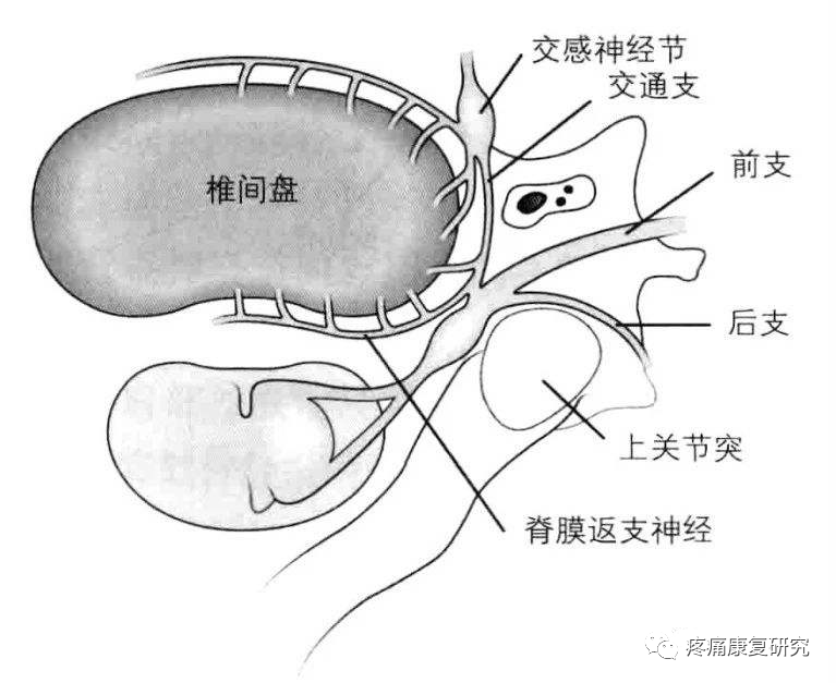 窦椎神经导致腰痛的相关解剖