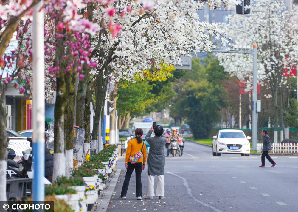 春花路放