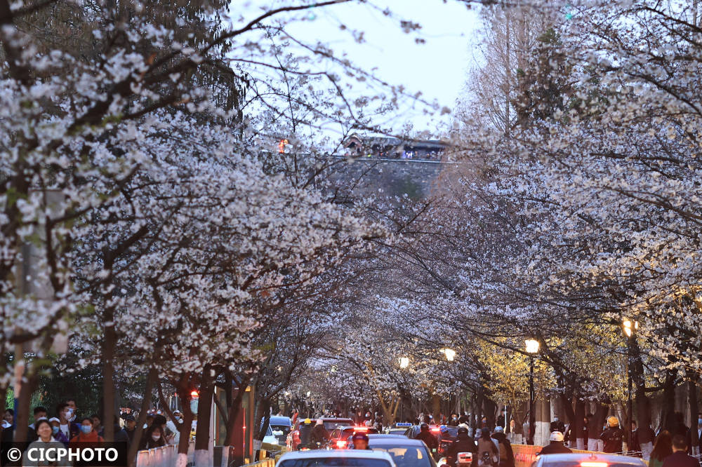 春花路放