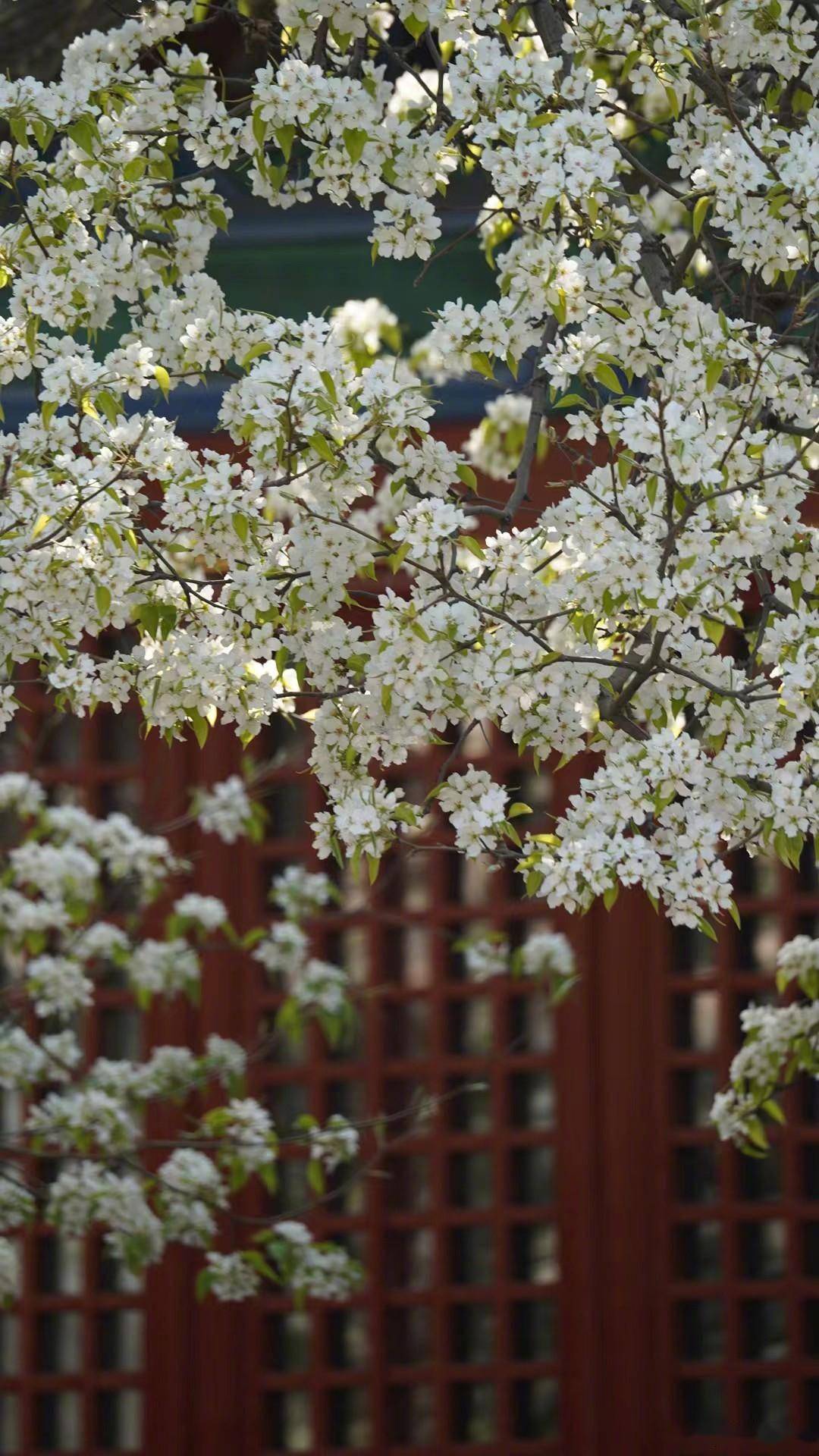 北京梨花又开放