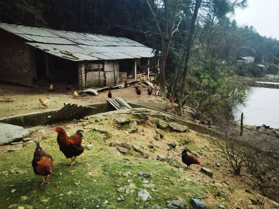 钤山镇金鸡布村山林散养的五百多只土鸡滞销,快来帮帮他