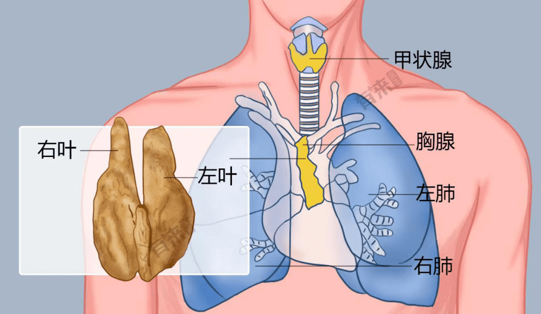 女性胸腺图片