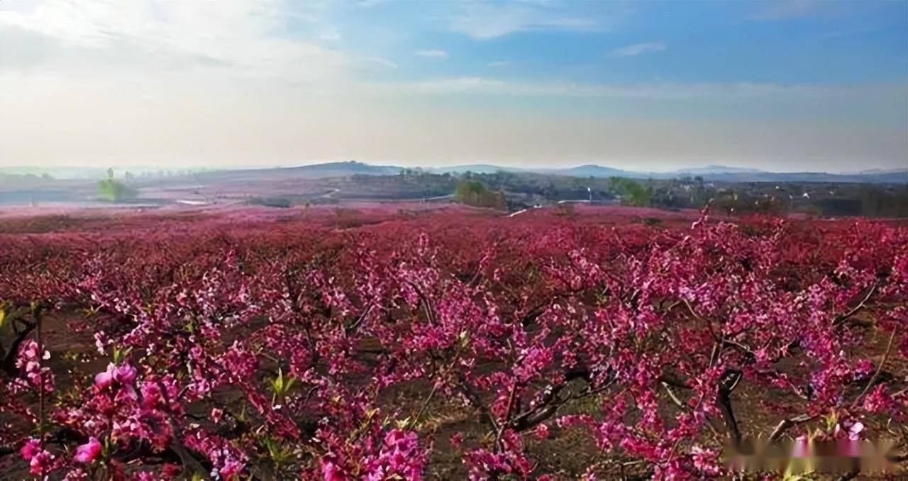 2021年安丘桃花节图片