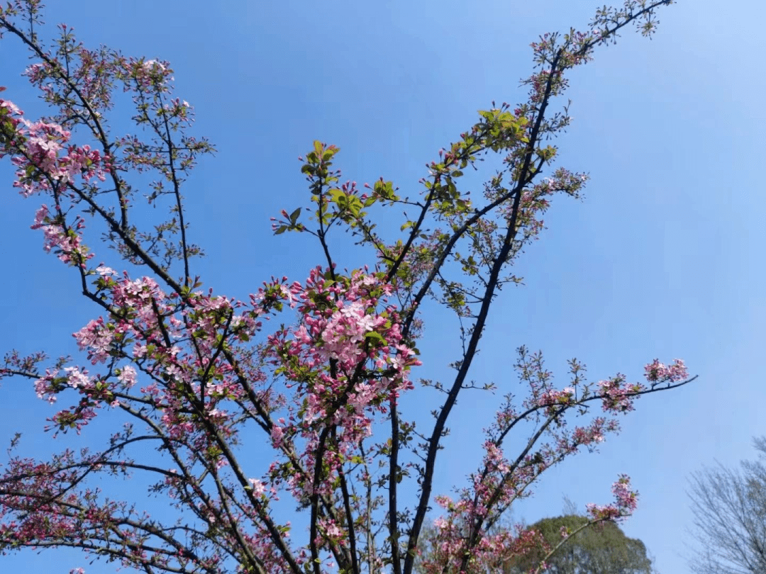 春游踏青 | 出行线路已备好，带上大西线年卡超划算！